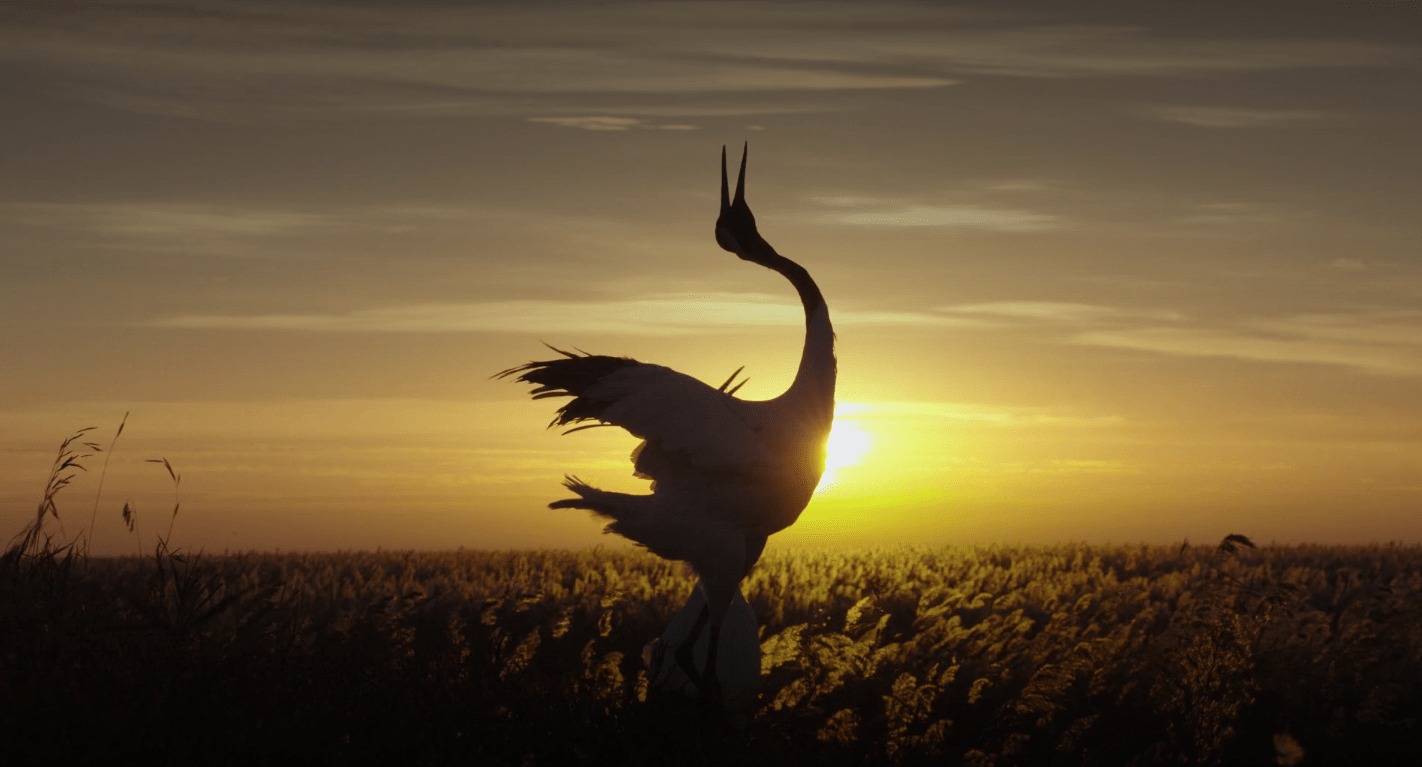 the-crane-is-one-of-five-animals-featured-in-born-in-china